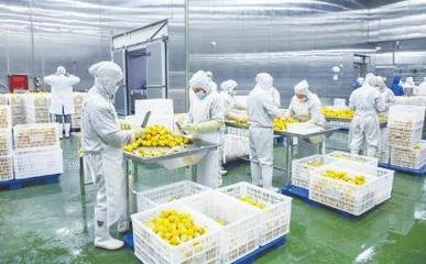 四川德順源食品股份 凍干食品出口繁忙，工人加緊生產迎海外市場